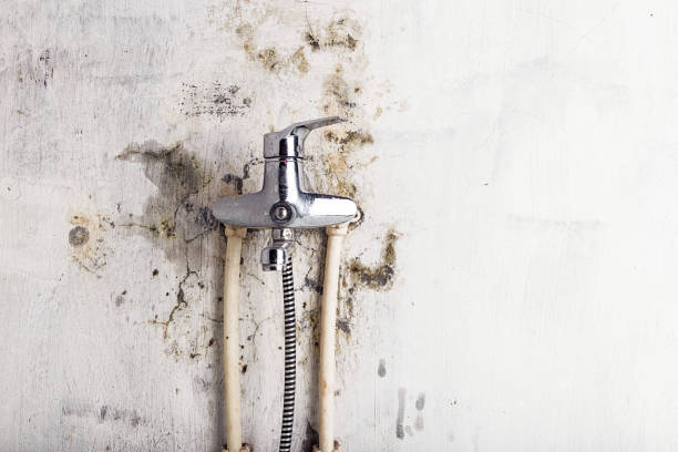 Best Mold Cleaning Services  in Pace, FL