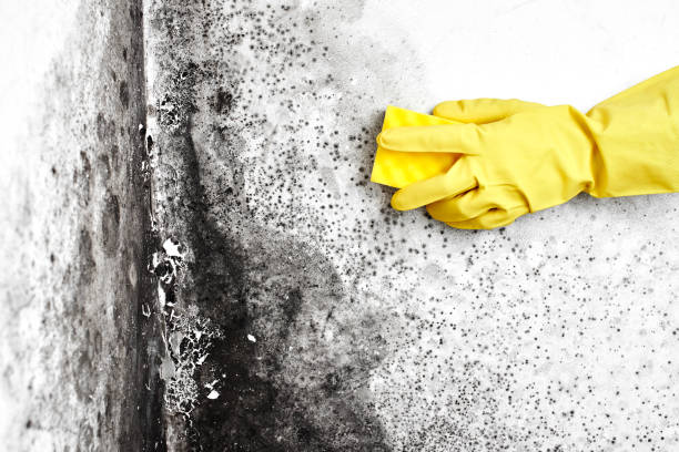 Best Residential Mold Removal  in Pace, FL