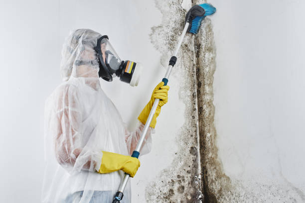 Home Mold Removal in Pace, FL