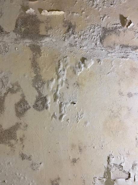 Best Residential Mold Removal  in Pace, FL