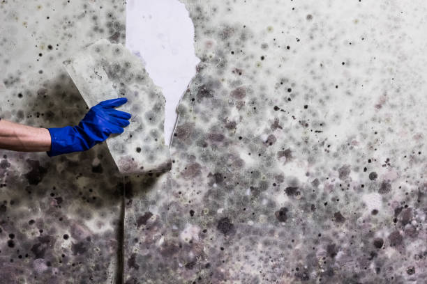 Best Commercial Mold Removal  in Pace, FL